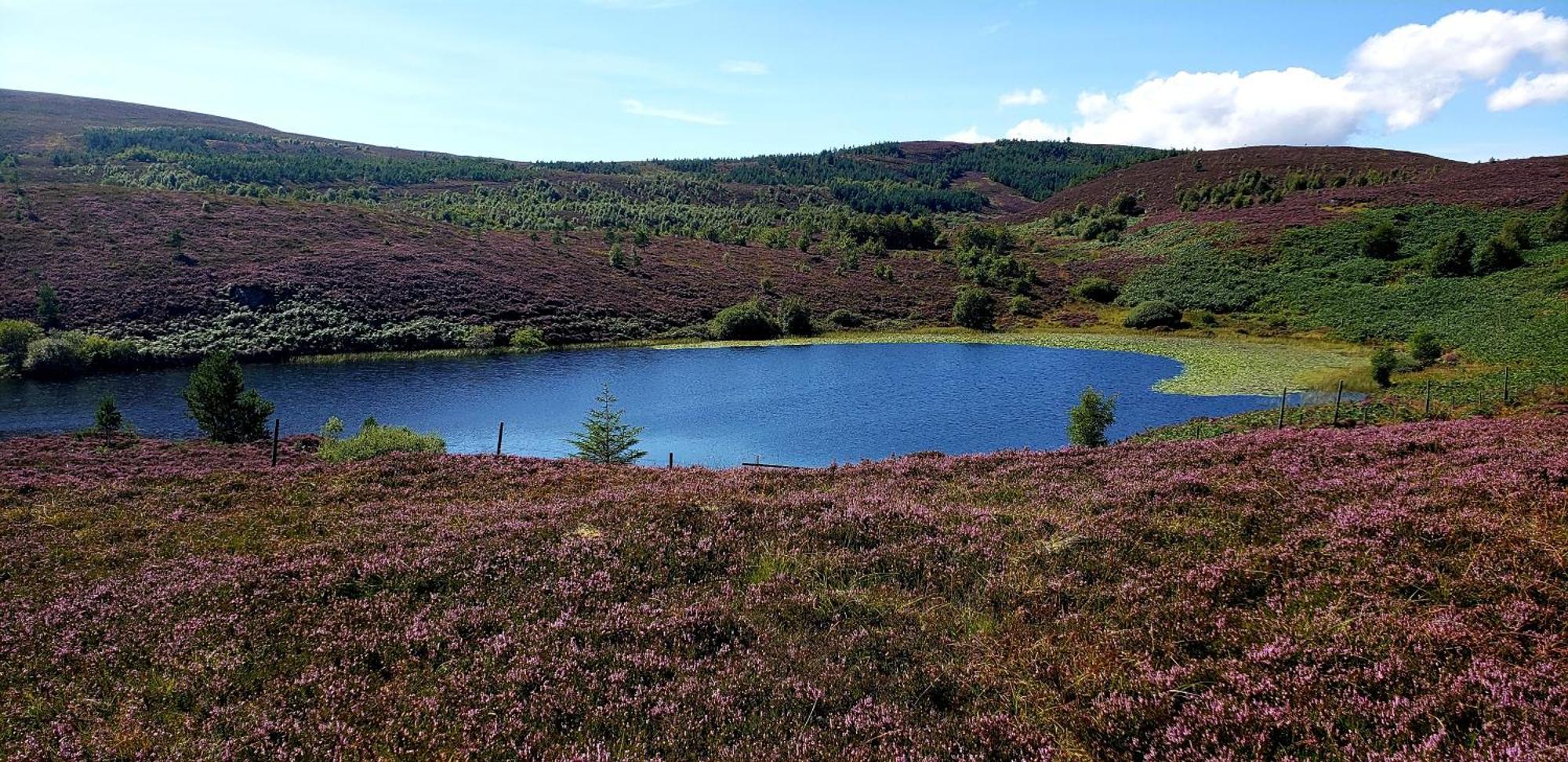 Highland Glen Lodges Rogart Kültér fotó